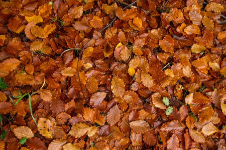 Fagus sylvaica or beech tree deciduous autumnal fallen leaves top viewの写真素材