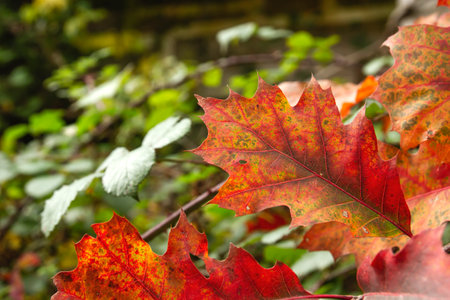 Quercus rubra, the northern red oak deciduous tree autumnal foliage detailの写真素材