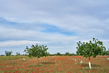 Pistacia vera or pistachio trees field with wild  springtime poppy flowersの写真素材