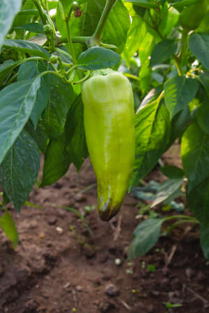 Capsicum bell peper fruit ripening in the vegetable garden, fresh organic food conceptの写真素材
