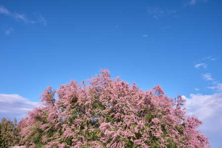 Tamarix chinensis or chinese tamarix pink flowers blooming in springの写真素材