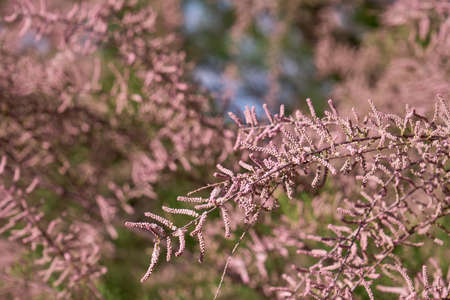 Tamarix chinensis or chinese tamarix pink flowers blooming in springの写真素材