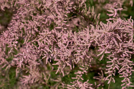 Tamarix chinensis or chinese tamarix pink flowers blooming in springの写真素材