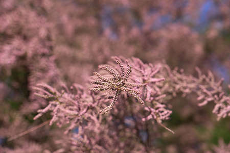 Tamarix chinensis or chinese tamarix pink flowers blooming in springの写真素材