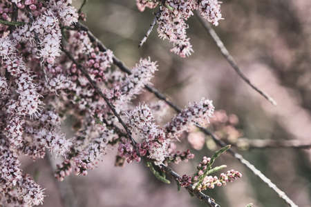 Concrete wall with white dripping paint, grunge background or textureの写真素材