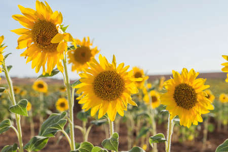 Sunflower plantation crops in bloomの写真素材