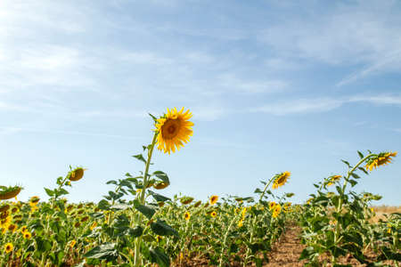 Helianthus annuus or sunflowers field in bloomの写真素材