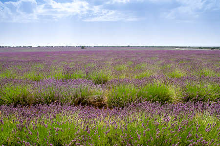 Lavender fields landscape with blossoming purple flowers carpetの写真素材