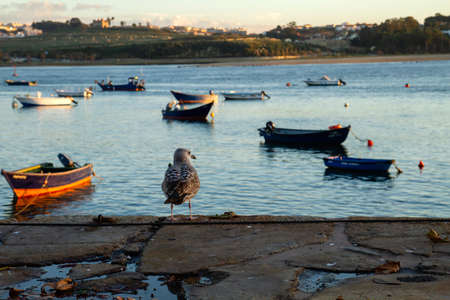 Seagull watching small boats tied on the quayの写真素材