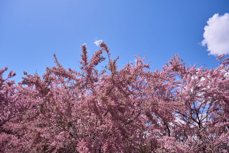 Tamarix chinensis or chinese tamarix pink flowers blooming in spring
