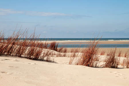 Red grass in the beach sand dunes in Dunien van Texel National Park, North sea, Hollandの写真素材