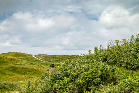 Dunes of Texel National Park landscape, Frisian Islandsの写真素材