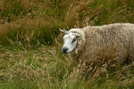 Texel sheep grazing in the dunes grasslandの写真素材