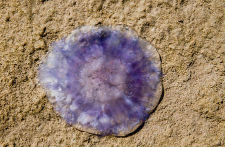 Purple jellyfish beached on the sandの写真素材