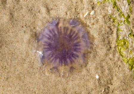 Purple jellyfish beached on the sandの写真素材