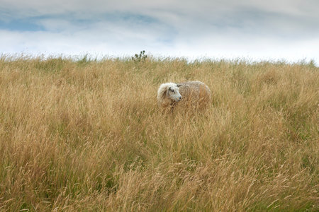 Texel sheep grazing in the dunes grasslandの写真素材