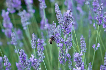 Honey bee pollinating blossoming lavender flowersの写真素材