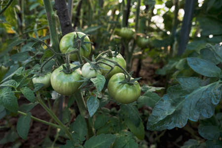 Tomato plant green fruits ripening in the hothouseの写真素材