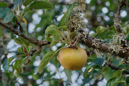 Ripening apple tree fruit close upの写真素材
