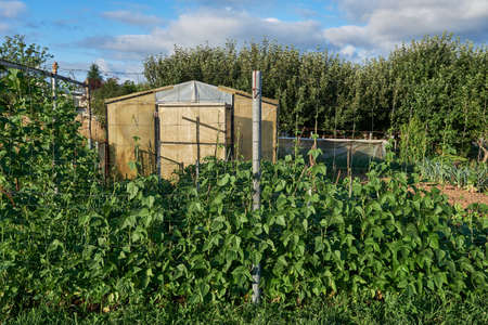 Green plants growing in a vegetable garden with a hothouseの写真素材