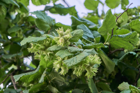 Corylus avellana or common hazel tree growing hazelnuts detailの写真素材