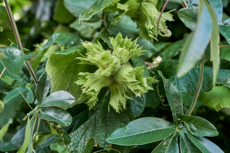 Corylus avellana or common hazel tree growing hazelnuts detail