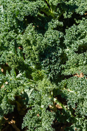 Kale or leaf cabbage plants growing in the vegetable gardenの写真素材