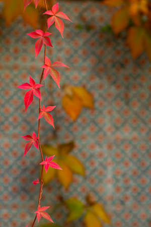 Detail of Parthenocissus quinquefolia or Virginia creeper autumnal red leaves, colorful deciduous foliageの写真素材
