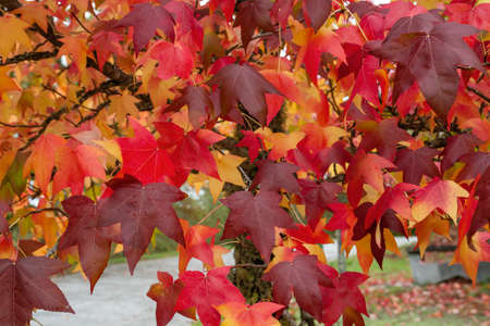 Liquidambar tree colorful autumnal deciduous foliageの写真素材