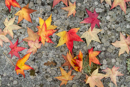 Liquidambar tree colorful autumnal fallen leavesの写真素材