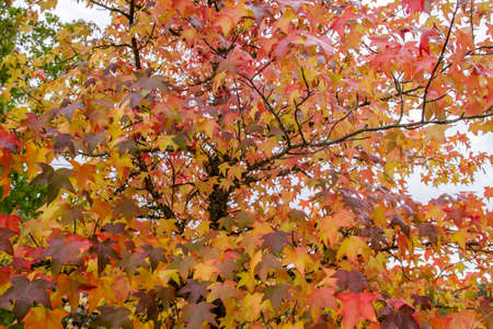 Liquidambar tree with colorful autumnal deciduous foliageの写真素材
