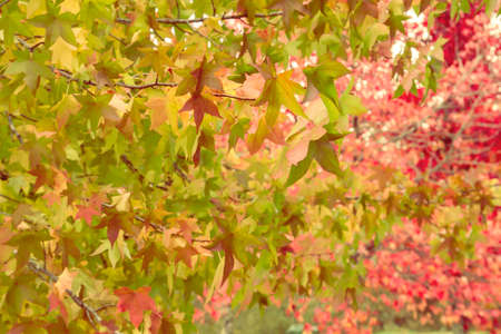 Liquidambar tree colorful autumnal deciduous foliageの写真素材