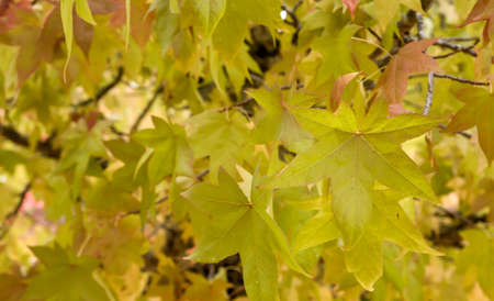 Liquidambar tree yellow autumnal deciduous foliageの写真素材