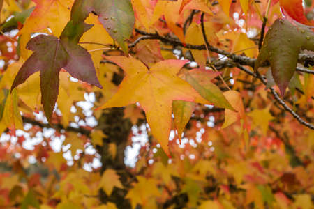 Liquidambar tree colorful autumnal deciduous foliageの写真素材