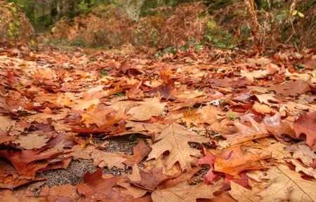 Quercus rubra red oak autumnal fallen foliageの写真素材