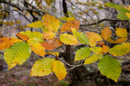 Fagus sylvatica beech tree autumnal colorful foliageの写真素材