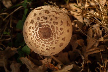 Macrolepiota procera or parasol mushroom cap top viewの写真素材