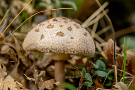 Macrolepiota procera or parasol mushroom growing wild in the autumnal forestの写真素材