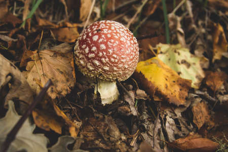 Amanita muscaria, fly agaric psychoactive mushroom growing wild in the autumnal forest, autumn and environmental conceptの写真素材
