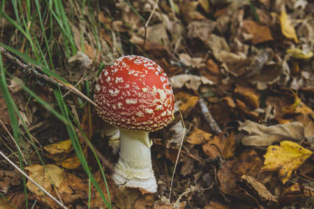 Amanita muscaria, fly agaric psychoactive mushroom growing wild in the autumnal forest, autumn and environmental conceptの写真素材