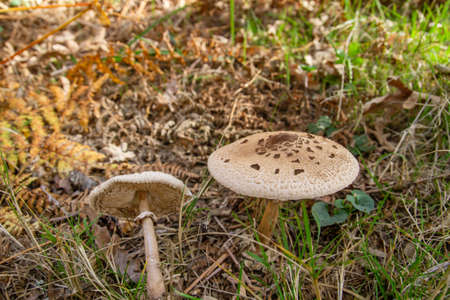 Macrolepiota procera or parasol mushrooms growing wild in the autumnal forestの写真素材