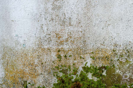Damp wall with peeling plaster, lichens and mossの写真素材