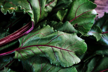 Beta vulgaris red beet green edible leaves with betanin colored stalksの写真素材