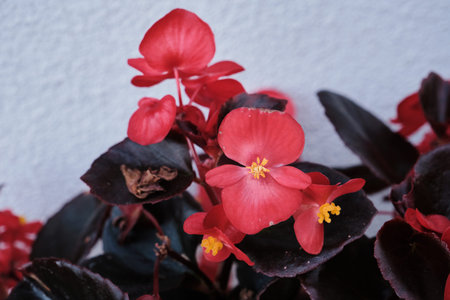 Begonia cucullata known as wax begonia red blooming flowers