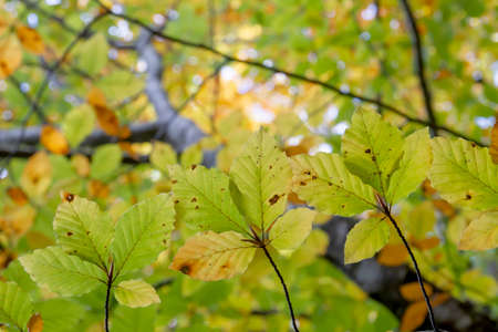 Fagus sylvatica or beech tree deciduous autumnal colored foliage close upの写真素材