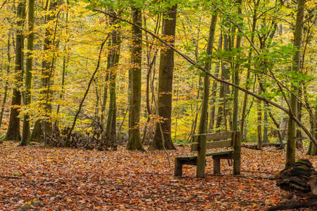 Empty wooden bench in autumnal woodlandの写真素材