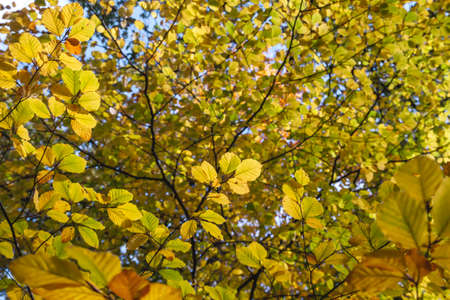 Fagus sylvatica or beech tree deciduous autumnal colored foliageの写真素材