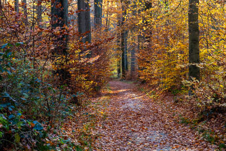 Footpath in autumnal forest with deciduous trees on autumnal foliageの写真素材