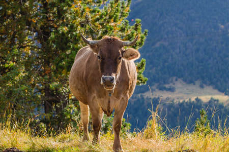 Cattle grazing in the countryside, stock photoの写真素材