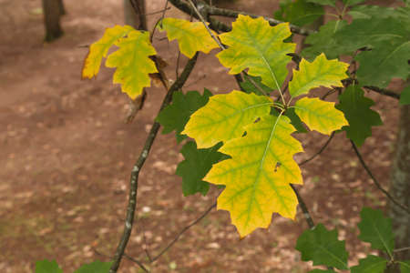 Quercus rubra autumnal leaves close upの写真素材